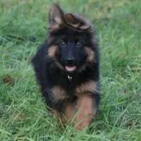 Ares gallery image 4
