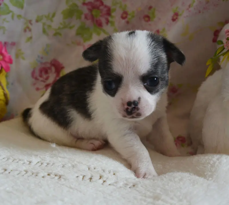 Chihuahua Rüde mit Stammbaum – štěně Chihuahua – Foto 3