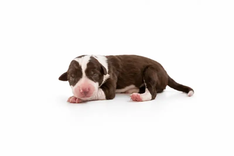 Fast N Focus Brianna´s Whisper Through Time – Border Collie hvalp – Billede 2