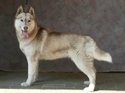 Of-white-Eternity Huskys gallery image 3