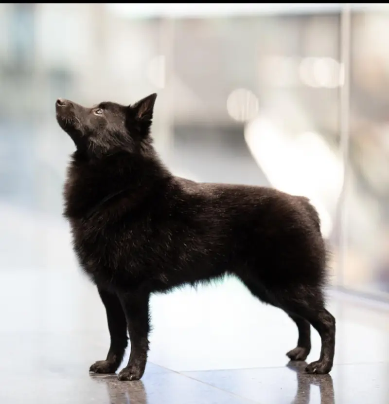 Black Star Schipperkes – Schipperke – 图片 4