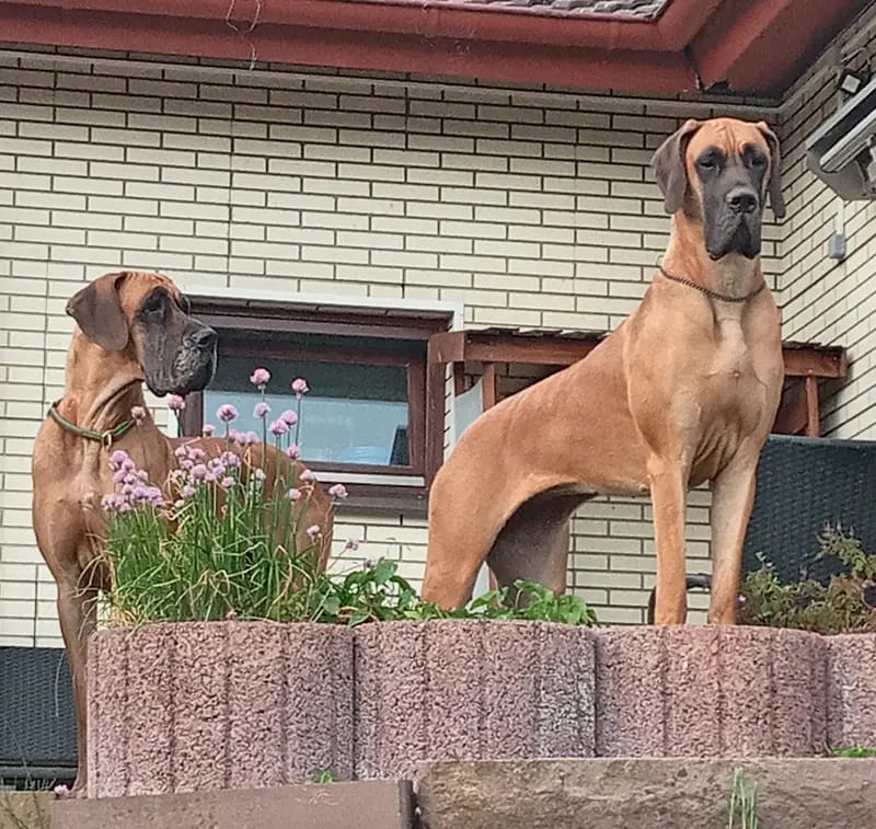 Deutsche Doggen von Borchers` Hoff gallery image 3