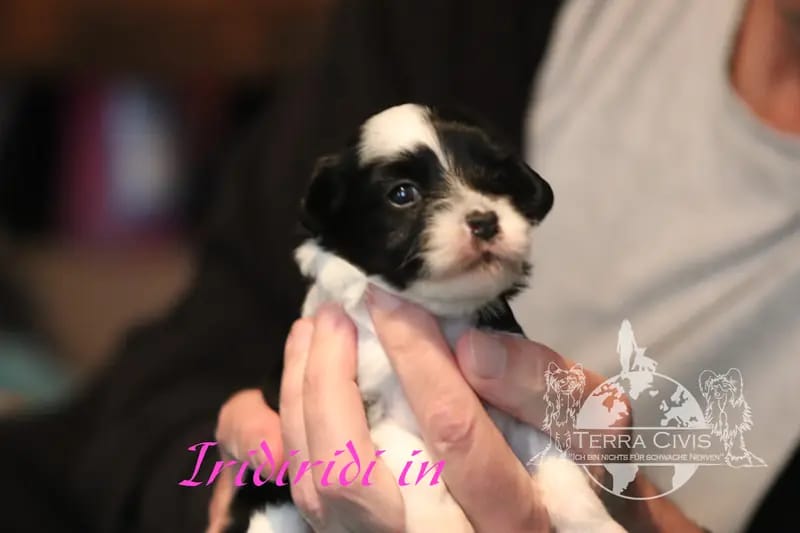 Iridiridi – Chinese Crested Dog Welpe – Bild 2