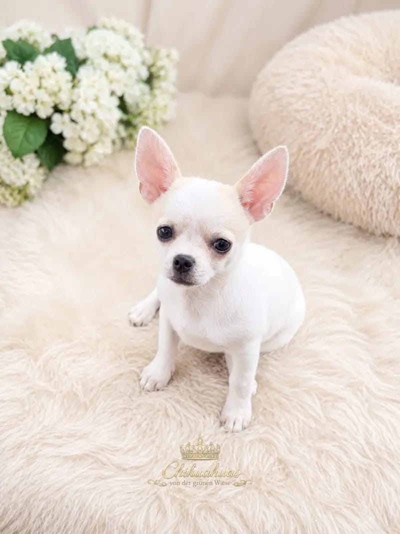 Hündin – 2 – Chihuahua Puppy – Photo 2