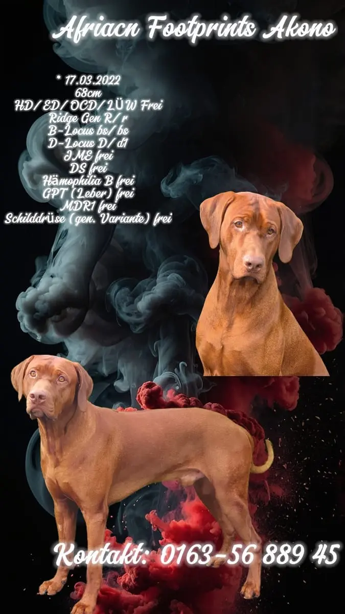 Deckrüde – Rhodesian Ridgeback – Фото 2