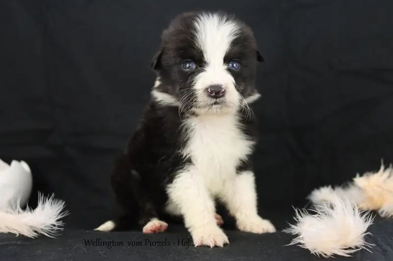 Willington – Australian Shepherd hvalp – Billede 4