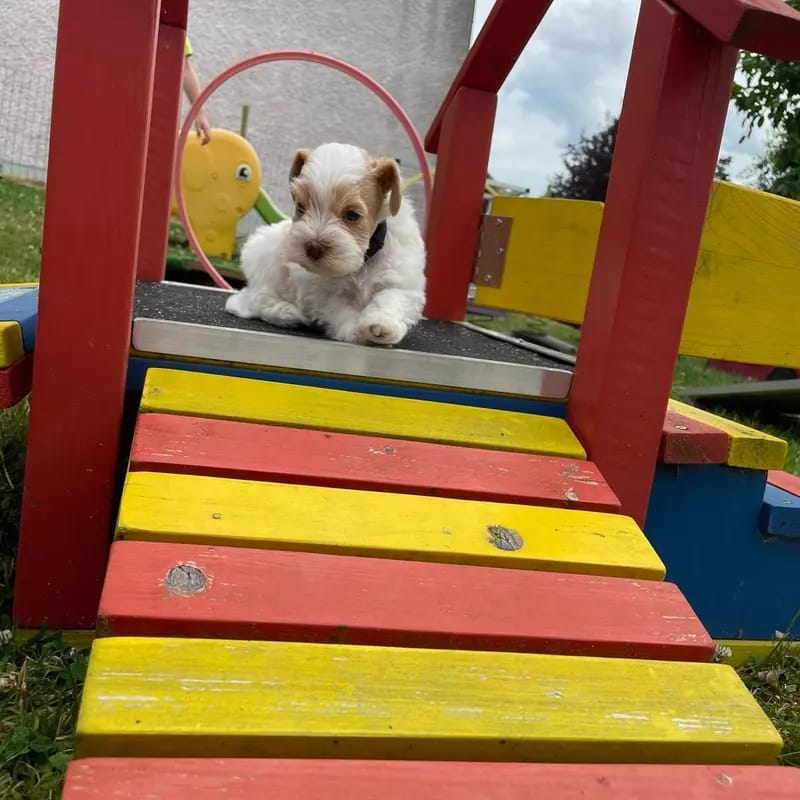 American Schnauzer vom Pegnitztaler Land gallery image 2