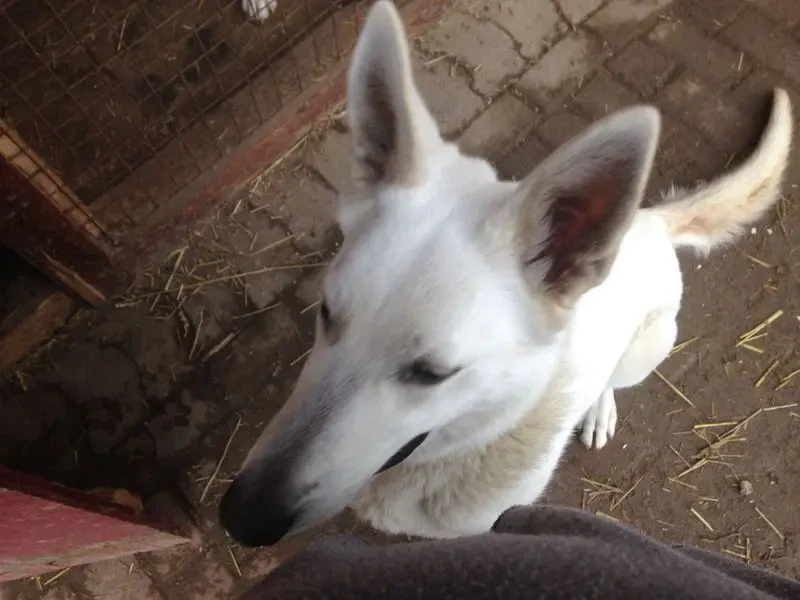Weisse Schäferhunde vom Meibels Knapp main gallery image