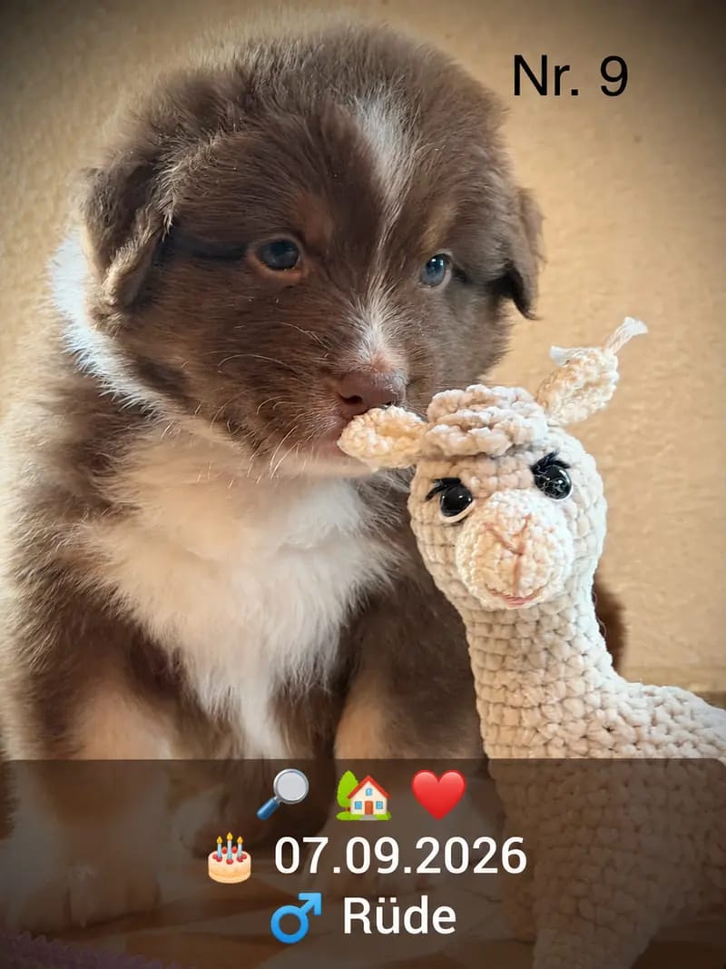 Štěně Australian Shepherd – Foto 3