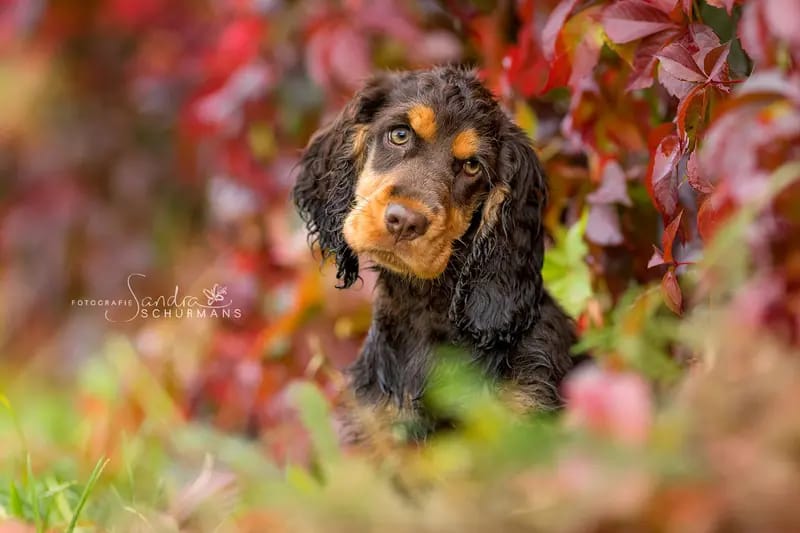 English cocker spaniel gallery image 2