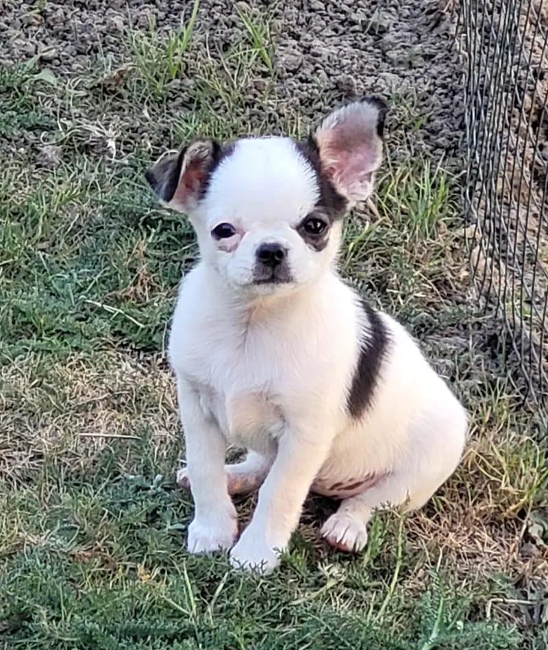 Chihuahua von den kleinen Kriegern gallery image 3