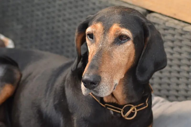 Laufhund / Hündin gallery image 3