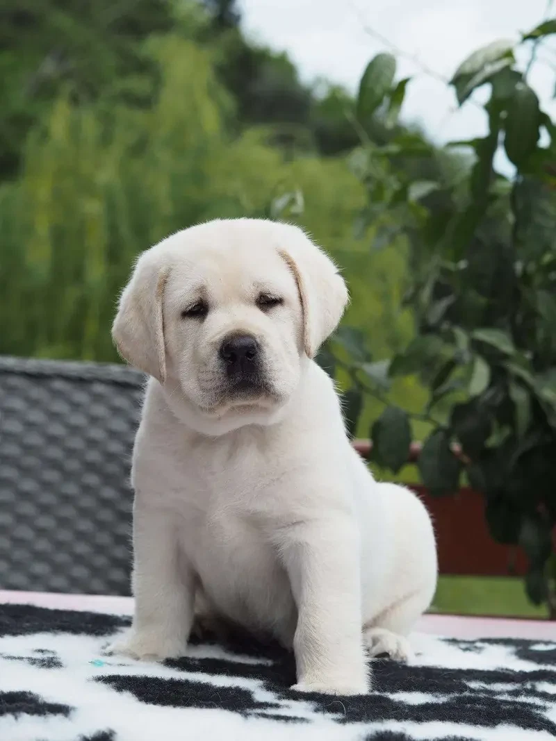 Labsdevine Labrador Retrievers main gallery image