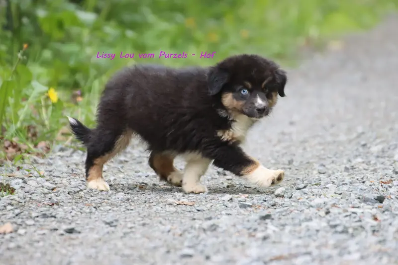 Lissy Lou – štěně Australian Shepherd – Foto 3