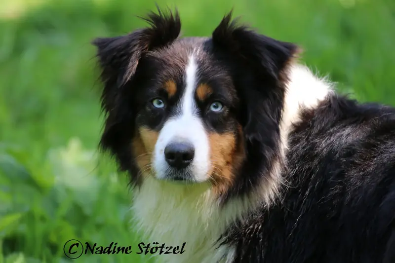 Sunny – Australian Shepherd – Foto 2