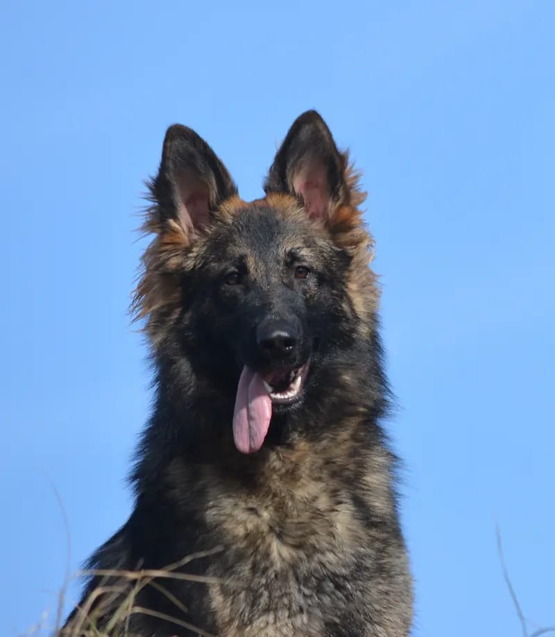 Altdeutsche Schäferhunde aus dem Waldquellental IRHZV gallery image 3