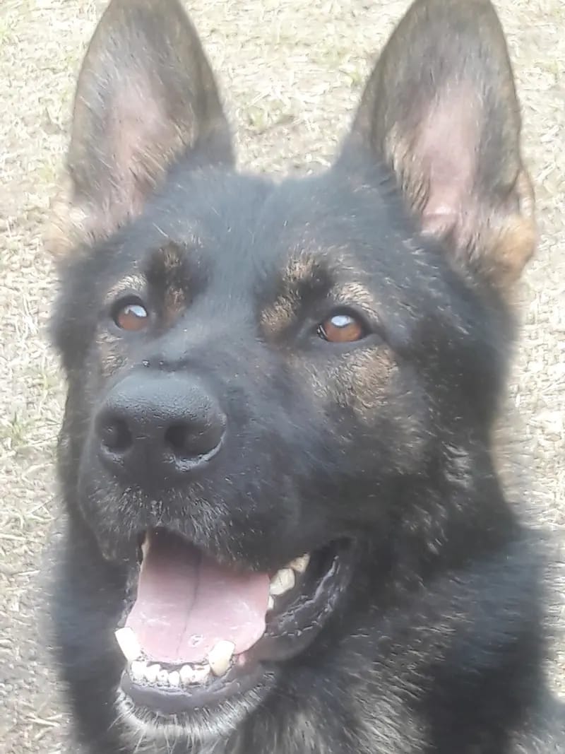 Deutsche Schäferhund Zucht vom Steinernen Rabe gallery image 2