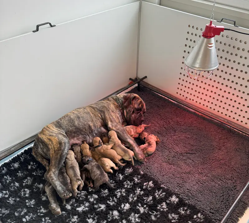 Wolfsberg Boerboels – Boerboel – Foto 3