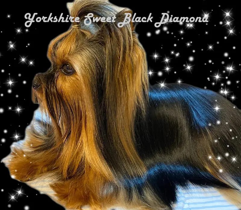 Yorkshire Sweet Black Diamond gallery image 3