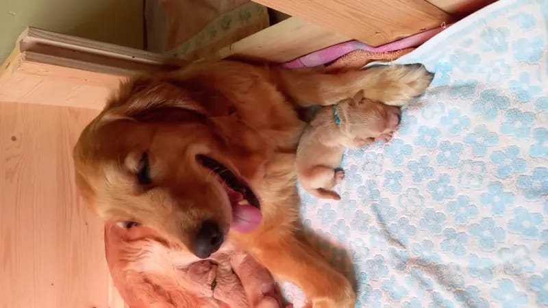 Golden Retriever vom Veitenstein gallery image 4