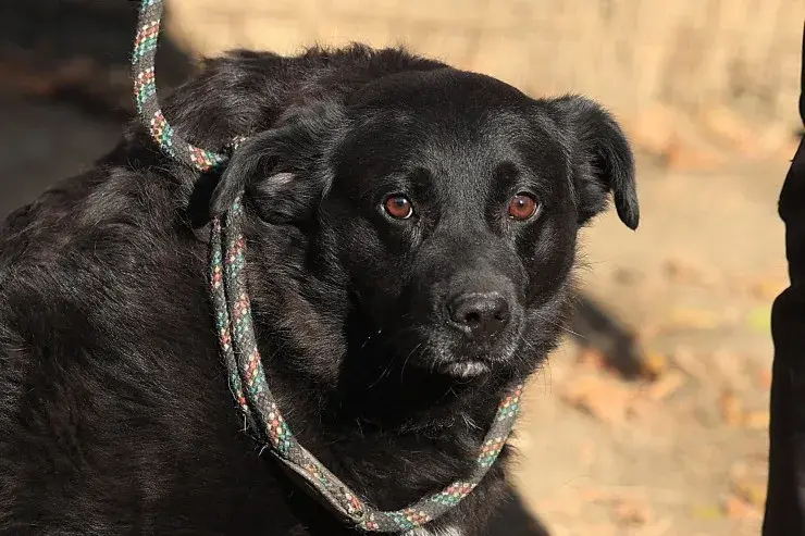 Bobby – Labrador Mischling – Foto 4
