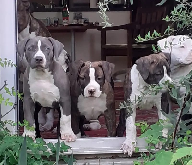 Burnhardt's American XXL Bully gallery image 4