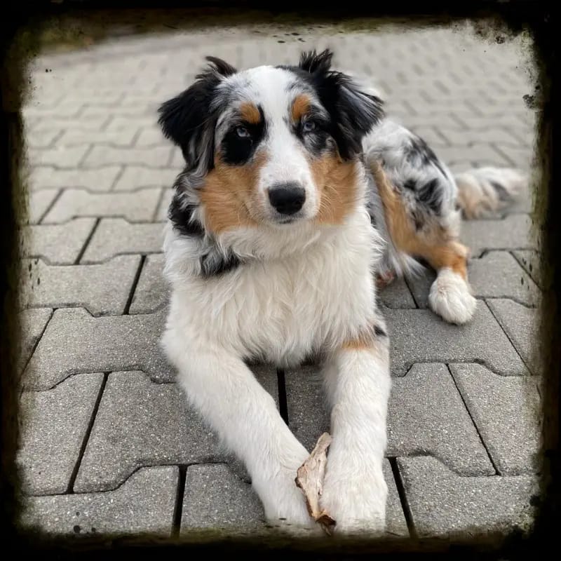 Aischa – Australian Shepherd – Bild 3