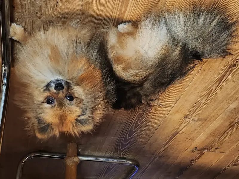 Pomeranian von Dolce Picollini gallery image 4