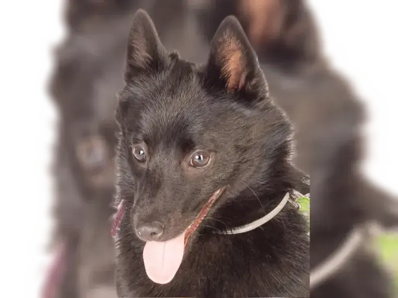 Sweet Wolfs