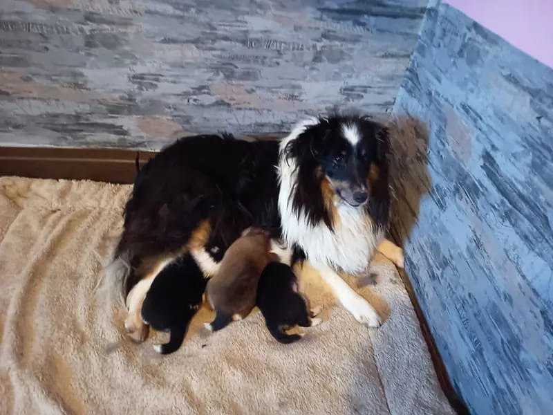 Štěně Shetland Sheepdog – Foto 4
