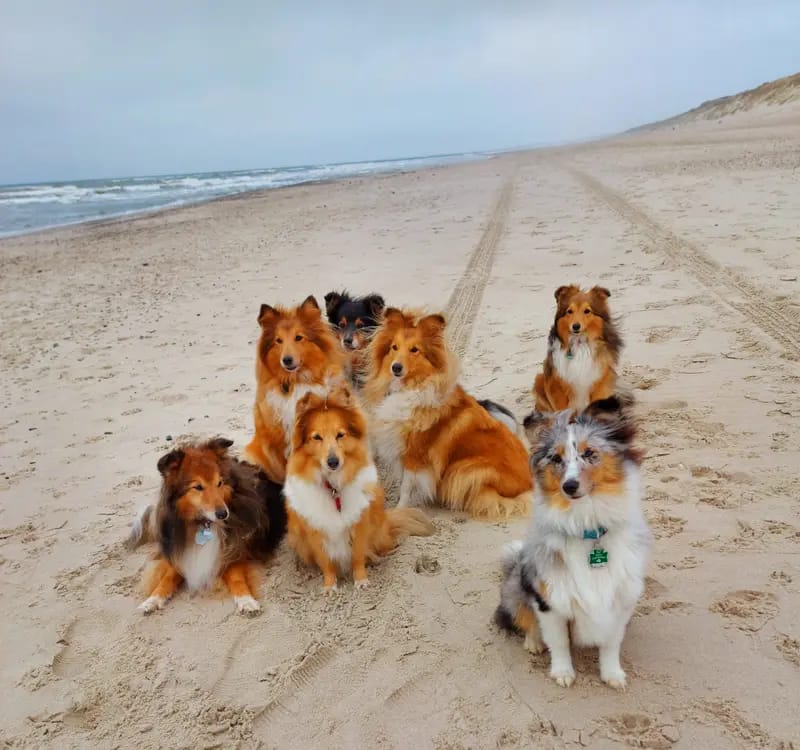 Shelties von Little Insa gallery image 2