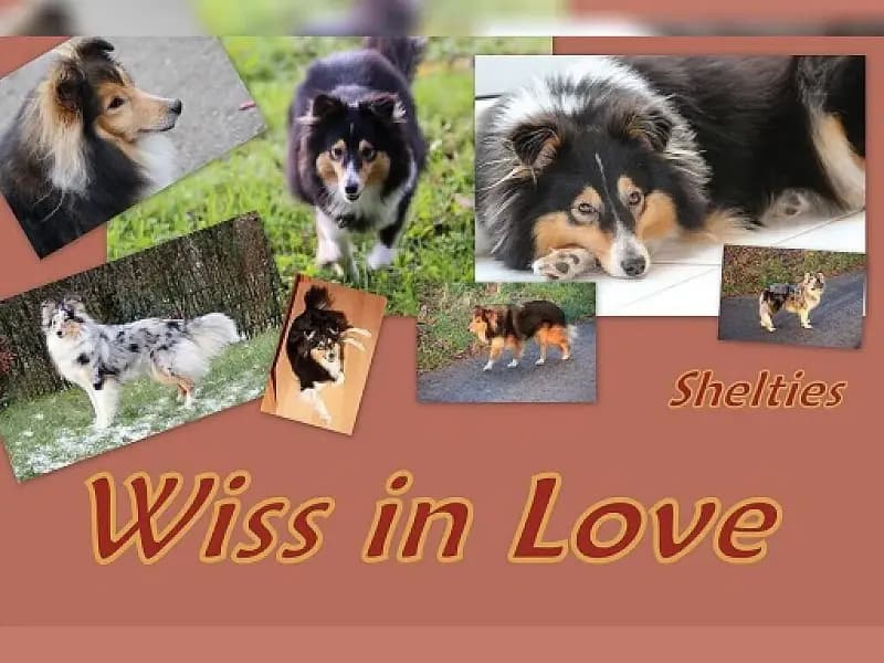 Wiss in Love