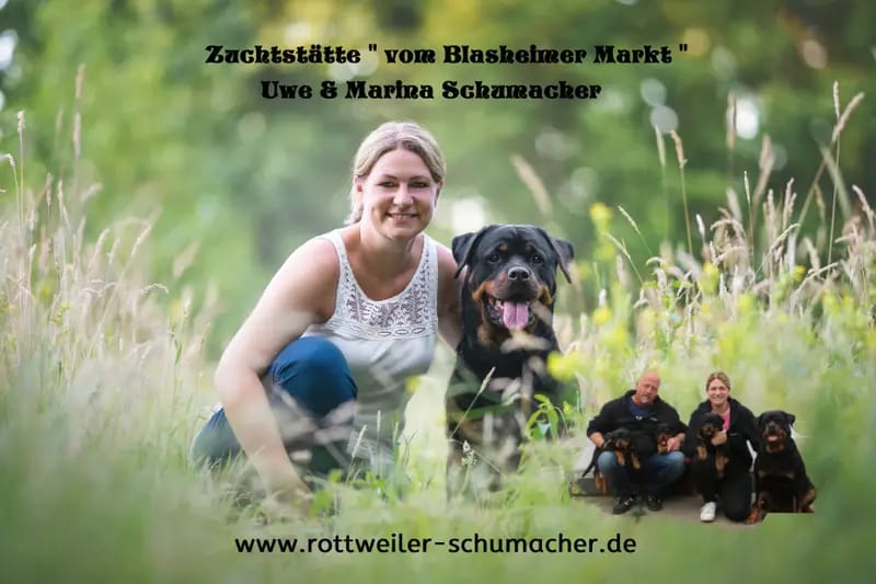 Rottweiler vom Blasheimer Markt gallery image 3