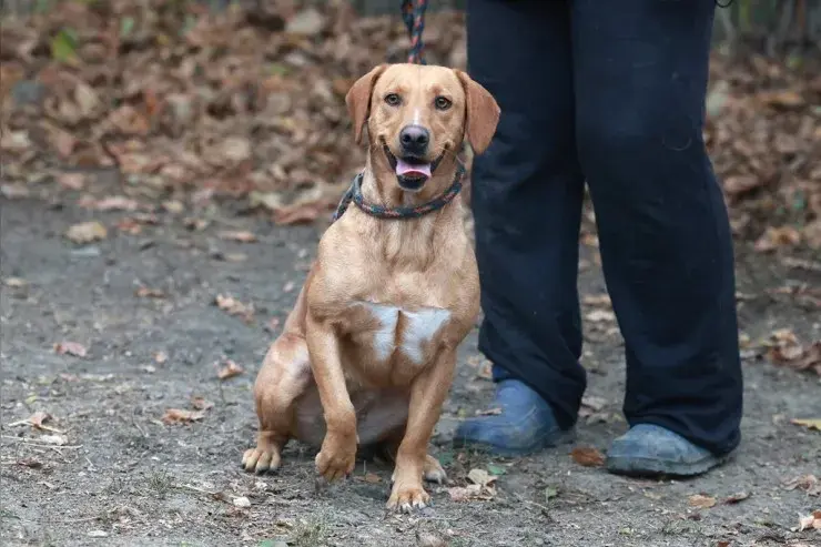 Murphy – Jagdhund-Mix – Billede 4