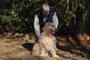 Ole – Hirtenhund (Mioritic?) – Photo 4