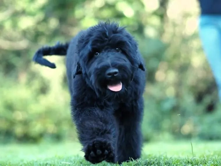 Schwarzer russischer Terrier FCI gallery image 4