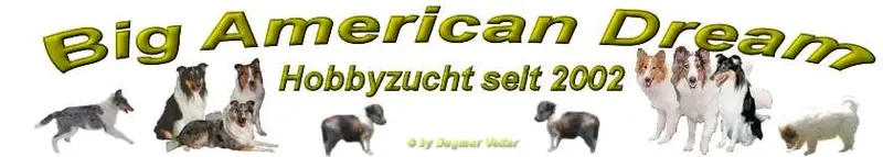 Collies from Big American Dream main gallery image