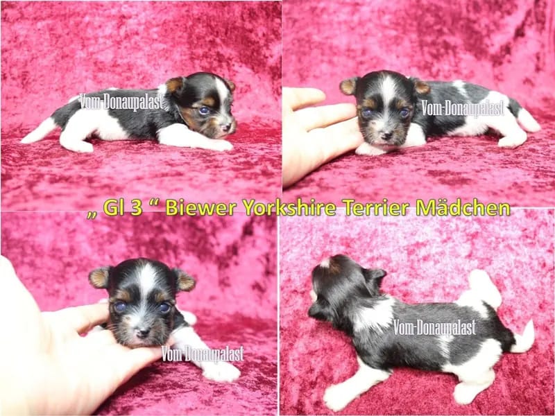 Szczeniak rasy Yorkshire Terrier – Zdjęcie 2