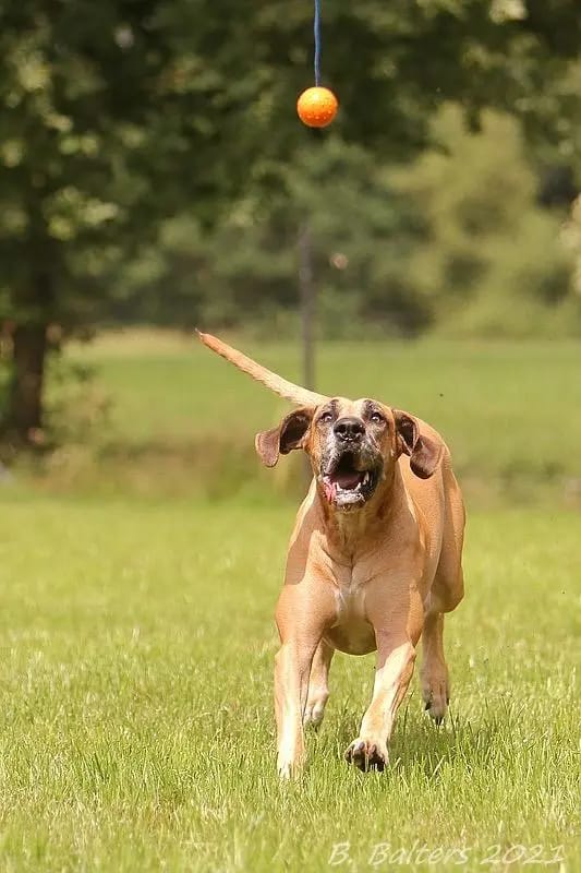 Doggen vom Blu-Beleza gallery image 3