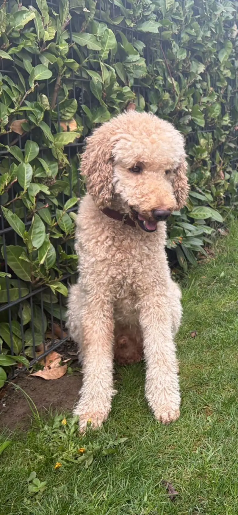 Cooper Best Motivation – Großpudel (Königspudel) – Bild 2