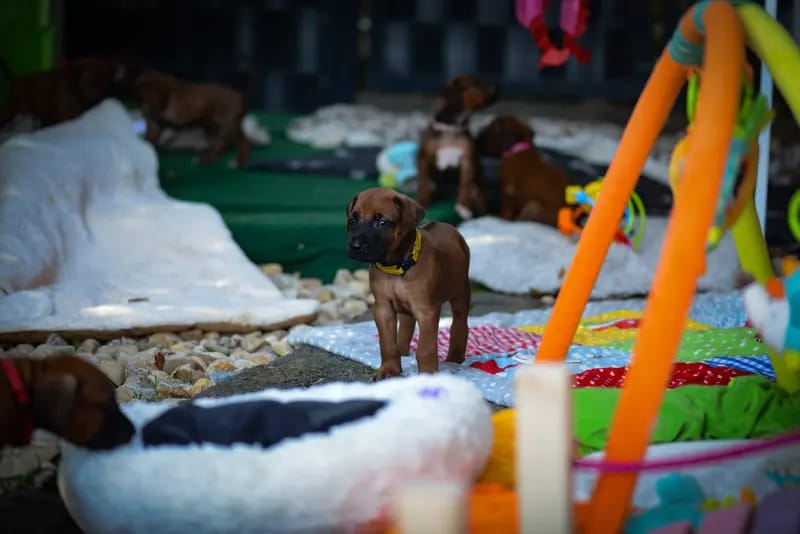 Mapacha Kalles Rhodesian Ridgeback gallery image 4