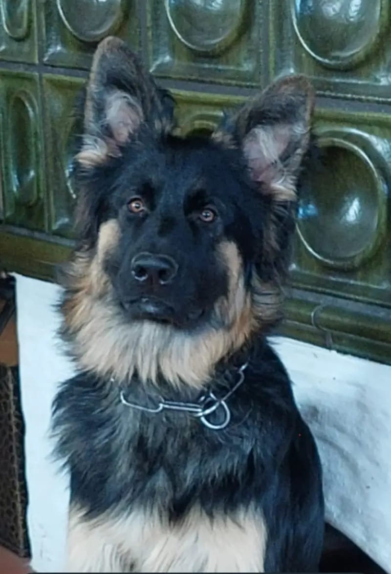 Altdeutsche Schäferhunde vom Kreuzkamp gallery image 2