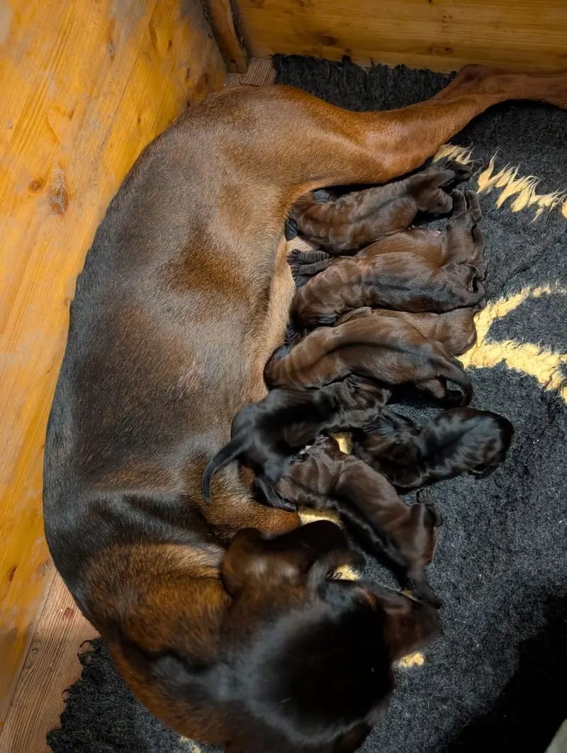 Bayerischer Gebirgsschweisshund Puppy – Photo 2