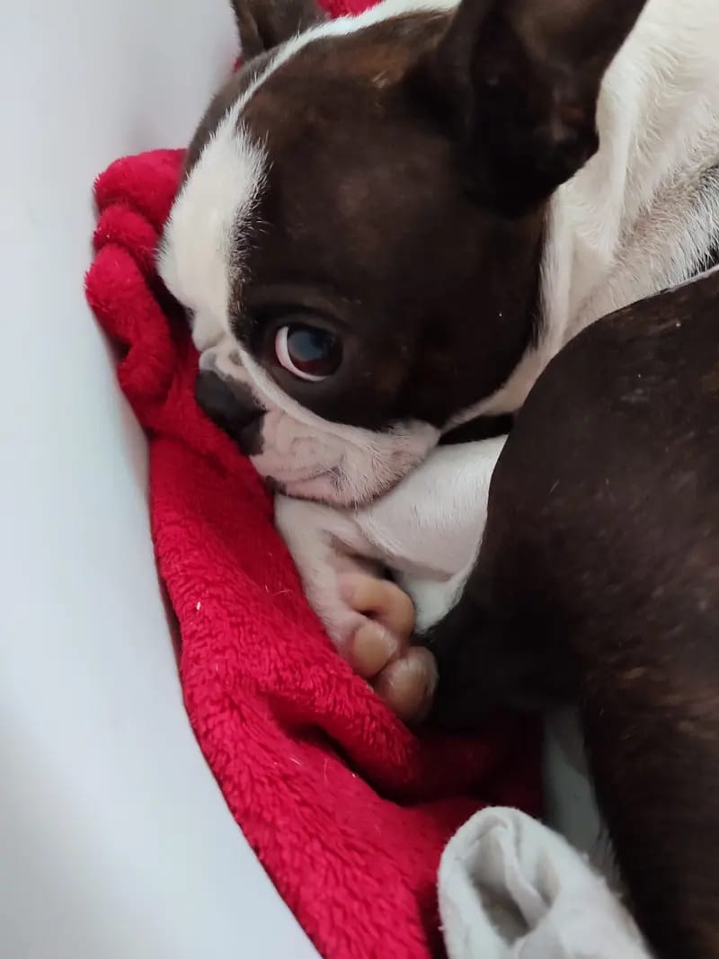 Von den Manchester Hexen Boston Terrier Zucht gallery image 3