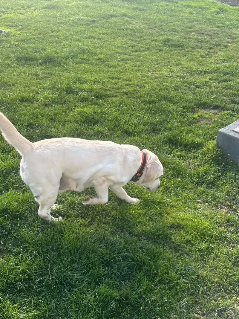 Margo's Land FCI – Labrador Retriever – Zdjęcie 3