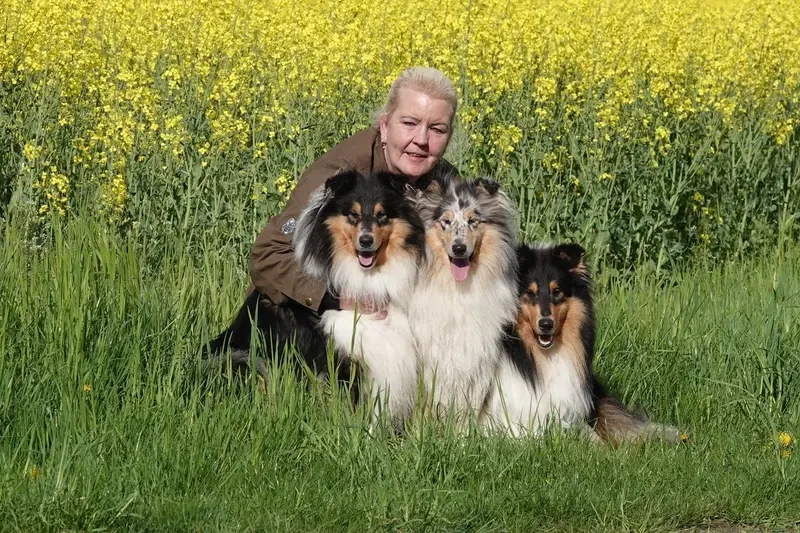 Einmal Collie, immer Collie main gallery image