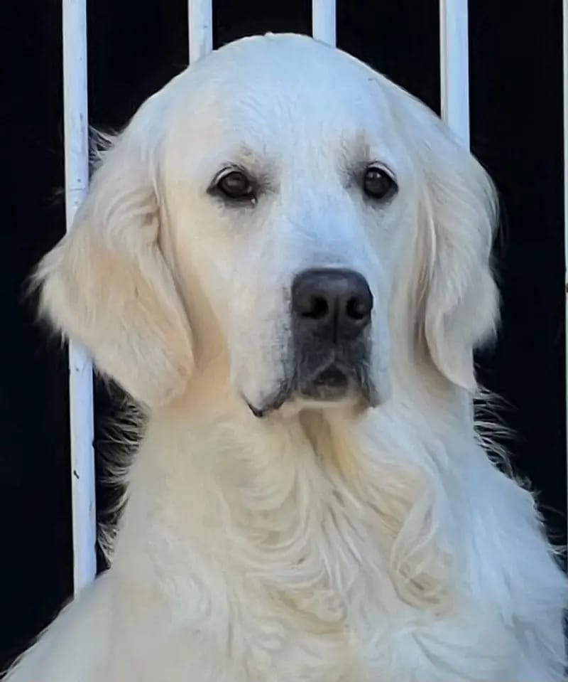 Golden Retriever Showlinie mit Papieren gallery image 3