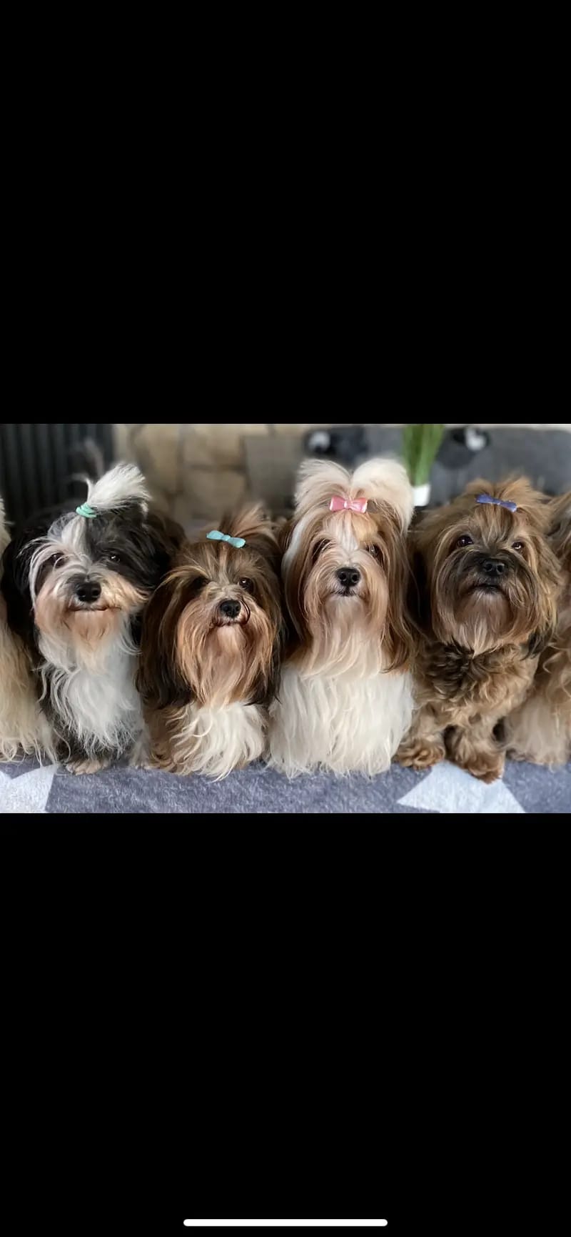 lovly little dog gallery image 3