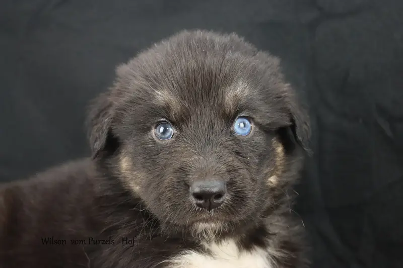 Wilson – Australian Shepherd Pup – Foto 3