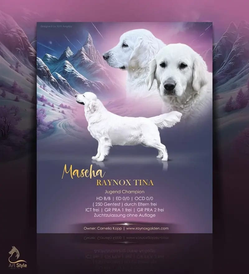 Golden Retriever Showlinie mit Papieren gallery image 4